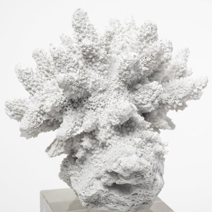 Isla (Large) 5L x 5W White Replica Resin Coral On Clear White Glass