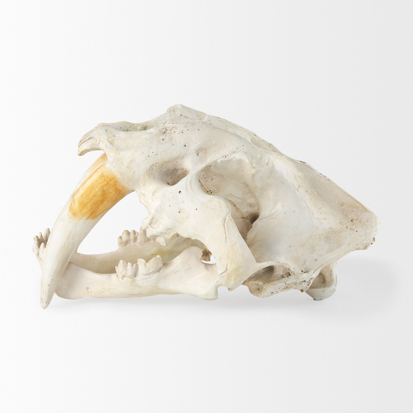 Fozzil 9L x 9W Resin Sabretooth Skull Replica