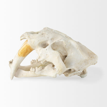 Fozzil 9L x 9W Resin Sabretooth Skull Replica