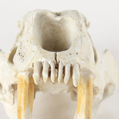 Fozzil 9L x 9W Resin Sabretooth Skull Replica