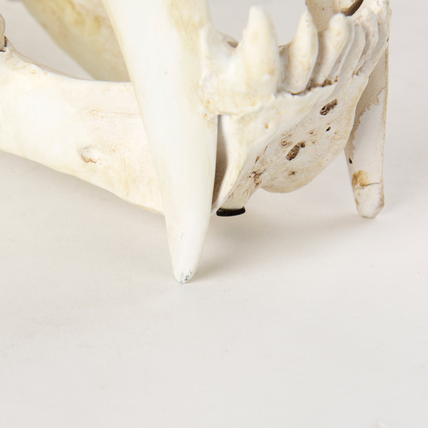 Fozzil 9L x 9W Resin Sabretooth Skull Replica